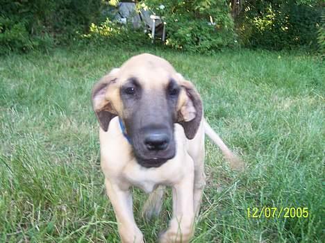 Grand danois Kørup´s Beth Hart - nu kommer jeg billede 8