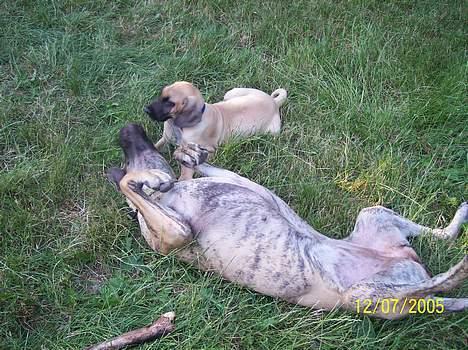 Grand danois Kørup´s Beth Hart billede 9