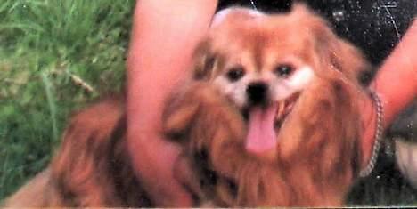 Blanding af racer Lucien billede 3