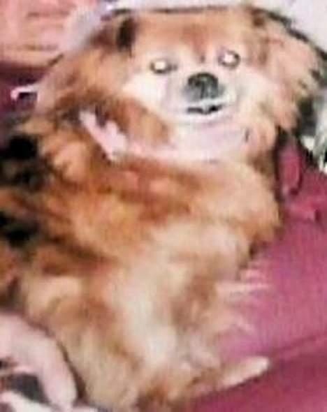 Blanding af racer Lucien billede 4