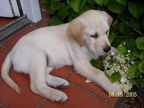 Labrador retriever Sofie - smuksakken ligger og ser fin ud i blomsterne (: billede 1