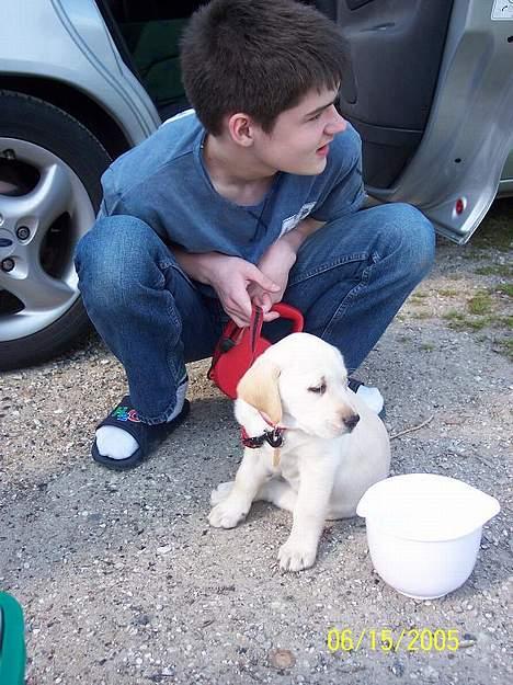 Labrador retriever Sofie - Mig og Sofie, på et lille stop, den dag vi hentede hende billede 2