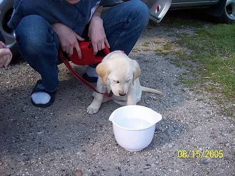 Labrador retriever Sofie - Næææ nej du, er sgu ik tørstig billede 3