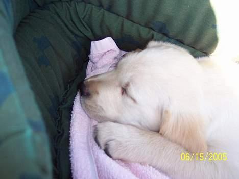 Labrador retriever Sofie - Hun var rigtig rolig på vej hjemad da vi hentede hende billede 4