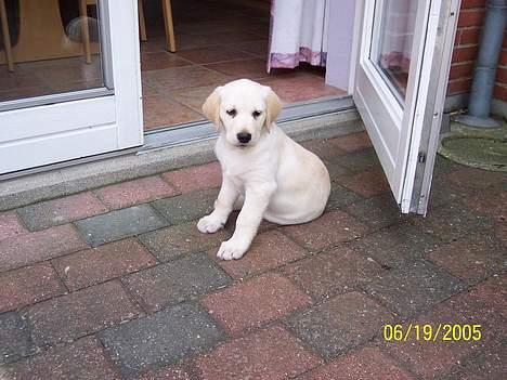 Labrador retriever Sofie - På terassen billede 5