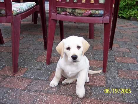 Labrador retriever Sofie - what are you looking at man? billede 6