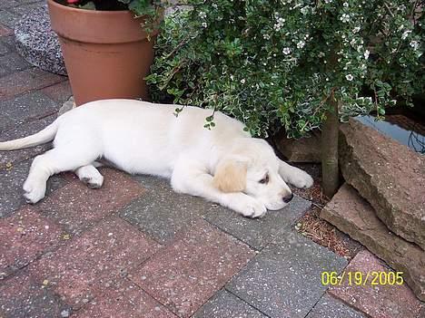 Labrador retriever Sofie - yndlingssted, ved siden af dammen, som hun er faldet i et par gange! billede 7