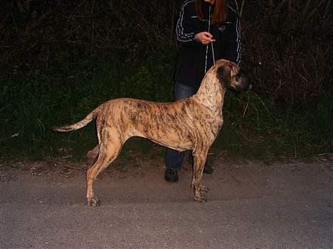 Grand danois grand dan tho´s cleo - cleo 3 år billede 9