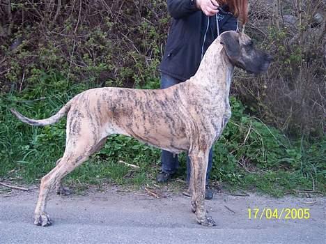 Grand danois grand dan tho´s cleo - cleo 3 år billede 10