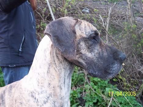 Grand danois grand dan tho´s cleo - cleo 3 år billede 11