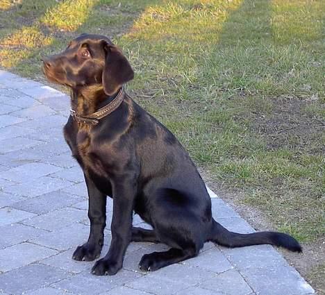 Blanding af racer Sally - I haven billede 8