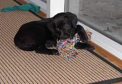 Blanding af racer Sally - Jeg elsker min trækkeknude. billede 9