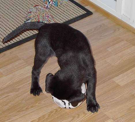 Blanding af racer Sally - Hun har taget min bold :O billede 10