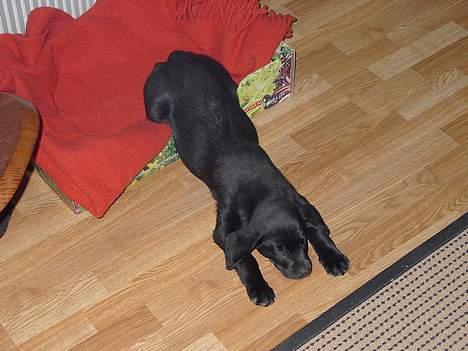 Blanding af racer Sally - Jeg ligger bedst på gulvet. billede 11