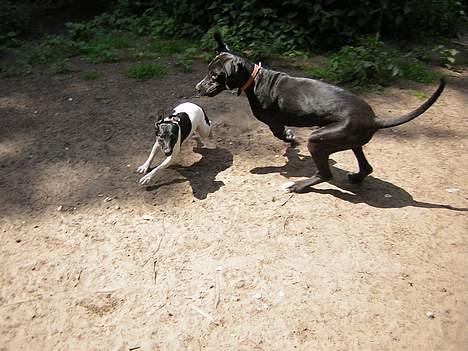 Dansk svensk gaardhund Simba 15/10 - Du kan ikke fange mig... billede 9