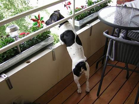 Dansk svensk gaardhund Simba 15/10 - 1-2-3 biler, dejligt at sådan at kunne følge med i hvad der sker nede på vejen.. billede 10