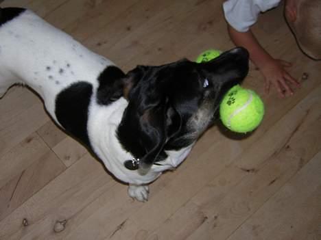 Dansk svensk gaardhund Simba 15/10 - Mor!!! Kom og leg med mig... billede 11