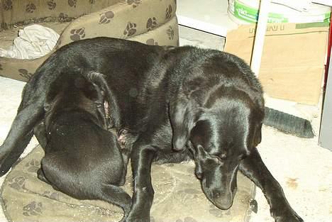 Blanding af racer Sally - Sally får mad billede 12