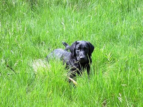 Blanding af racer Sally - Dejligt at være ude :D billede 13