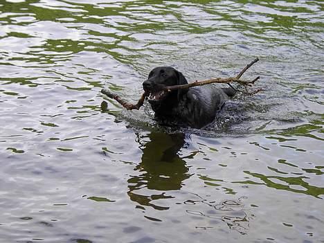 Blanding af racer Sally - Ved metro sø billede 14