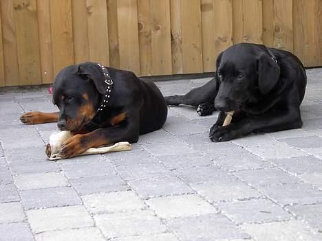 Blanding af racer Sally - Sally og Ricko billede 15