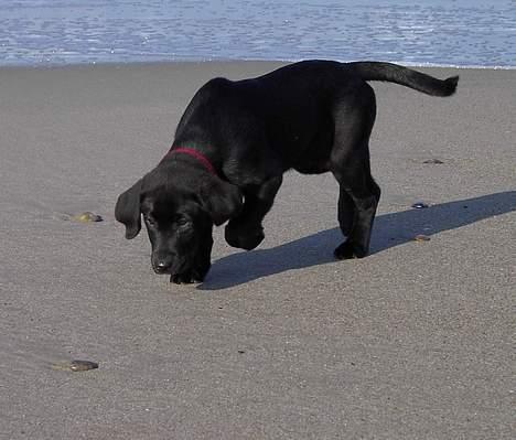 Blanding af racer Sally - Ved vester havet . billede 16