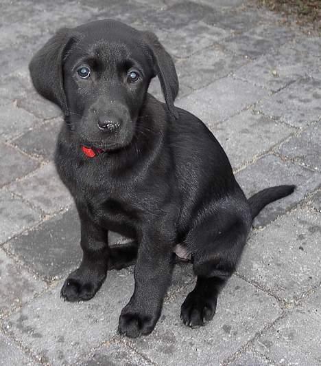 Blanding af racer Sally - På terassen billede 17