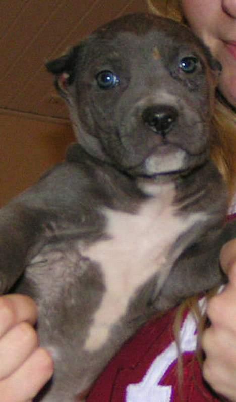 Amerikansk staffordshire terrier Bonzo *Himmelhund, den smukkeste af alle* - 8 uger gammel. billede 14