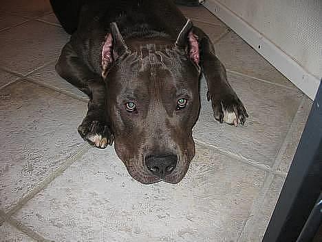 Amerikansk staffordshire terrier Bonzo *Himmelhund, den smukkeste af alle* billede 15