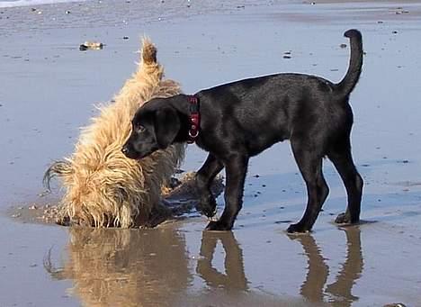 Blanding af racer Sally - Hvad laver du ? billede 18