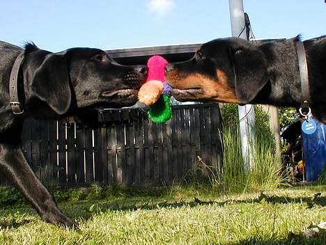 Blanding af racer Sally - Trækkeleg er sagen (: billede 19