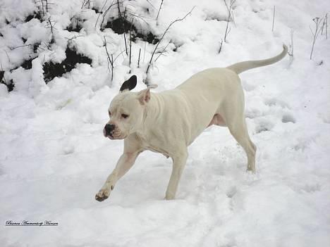 Amerikansk bulldog Thiti (R.I.P.) billede 1