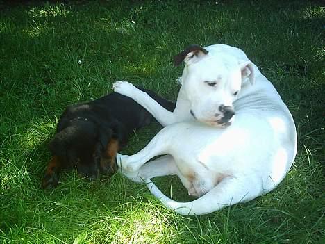 Amerikansk bulldog Thiti (R.I.P.) - putter lige om en lille baby... troede det var hendes... men desværre thiti... billede 2