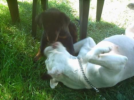 Amerikansk bulldog Thiti (R.I.P.) - du har mig du har mig...*g* billede 3