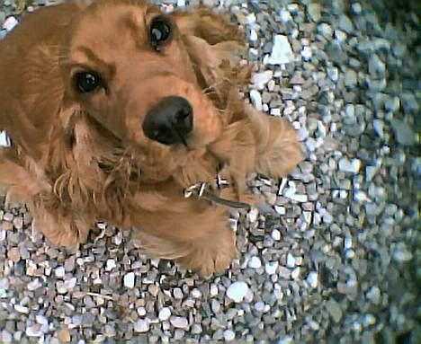 Cocker spaniel Schicca - hej deroppe :-) billede 1