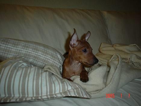 Dvaergpinscher Chico billede 11