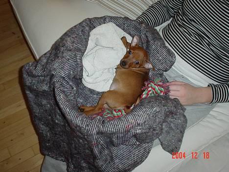 Dvaergpinscher Chico - fine bisser... billede 12