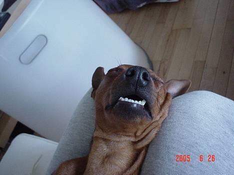 Dvaergpinscher Chico billede 13