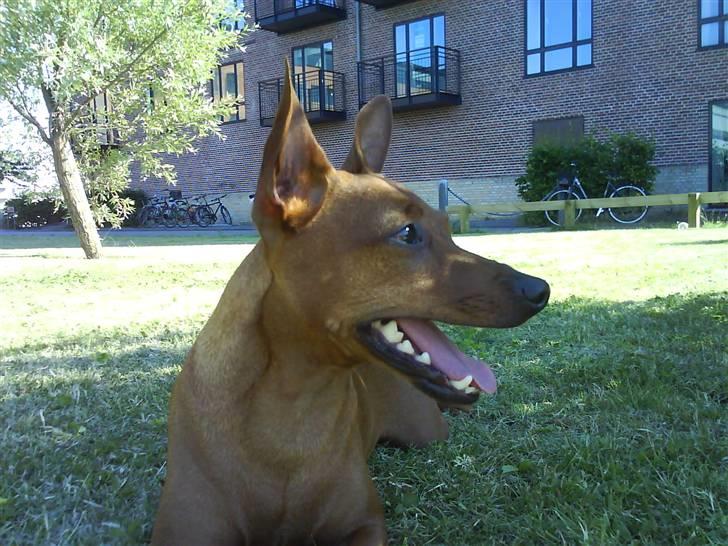Dvaergpinscher Chico billede 14