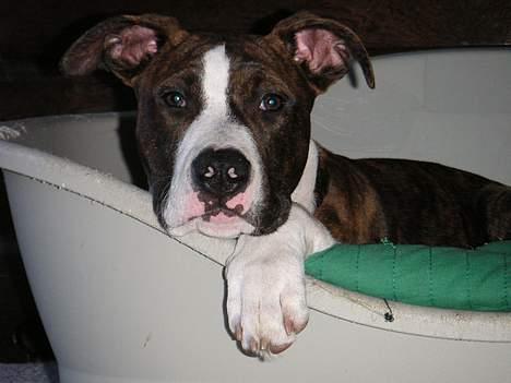 Amerikansk staffordshire terrier Cæsar - fotogen eller hvad??? billede 13