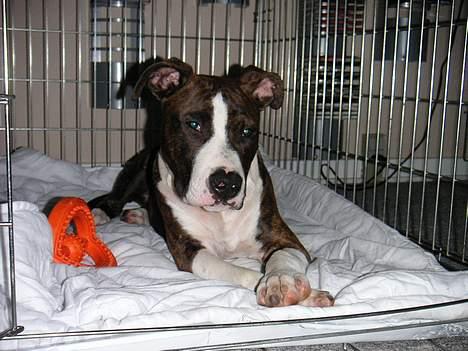 Amerikansk staffordshire terrier Cæsar - Cæsar poserer for kameraet billede 14