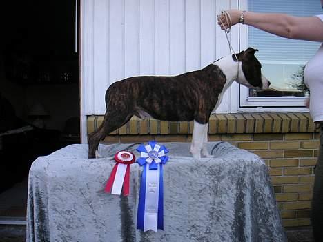 Amerikansk staffordshire terrier Cæsar - Og Stååååååå... billede 15
