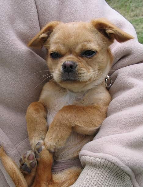 Chihuahua NEMO - LIGGER LIGE OG HYGGER MIG VED FAR billede 1