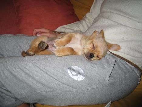 Chihuahua NEMO - TAGER LIGE EN SLAPPER VED MOR billede 2