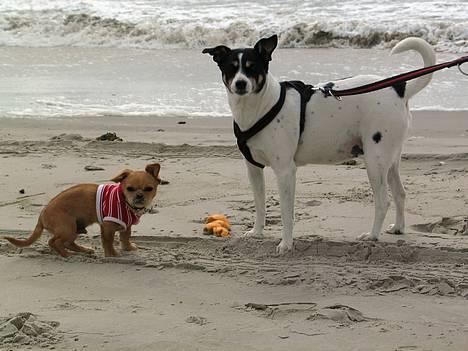 Chihuahua NEMO - her er jeg med min bedste ven molli ved vandet billede 3