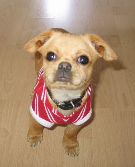 Chihuahua NEMO - skal vi lege ???? billede 4