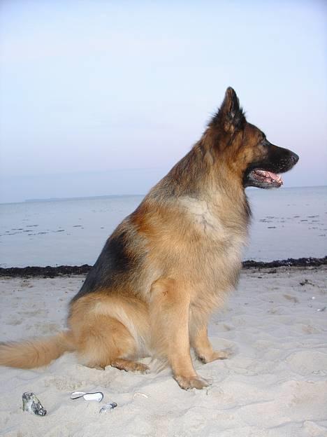 Schæferhund Lille Noller Mad Max - Holder øje med om der er andre hunde på stranden.... Påsken 06 billede 16