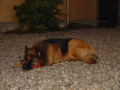 Schæferhund Lille Noller Mad Max - Puh, det er hårdt at lege! 22. Juli 05 billede 17