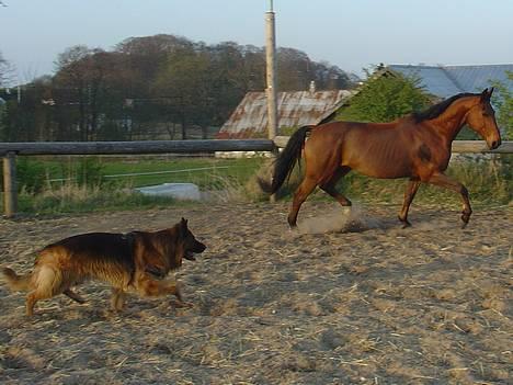 Schæferhund Lille Noller Mad Max - Synkronløb? Ude at lege med "mors" hest Victor - 16. april 2007 billede 19