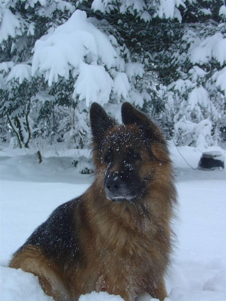 Schæferhund Lille Noller Mad Max - Jeg ELSKER, ELSKER, ELSKER sne - jo mere, jo bedre :-) 18. december 2009 billede 20